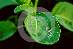 Green fresh leaf with a water drops dew