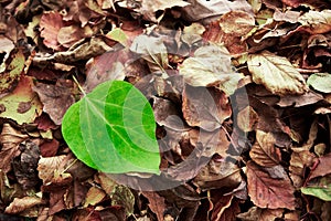 Green fresh leave on brown dry dead leaves makes a dissonance photo