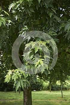 Green fresh leaves of Acer saccharinum tree