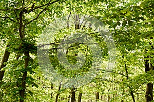 Green fresh leaves of beech tree, springtime