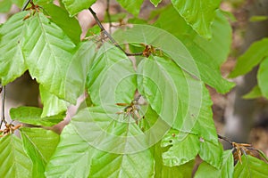 Green fresh leaves of beech tree, springtime