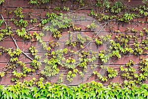 Green Boston ivy or Parthenocissus tricuspidata and old berries on wooden fence. Spring background