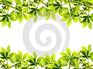 Zelený čerstvý listy rámik 