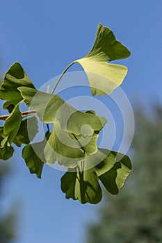 Green fresh leaves of ginkgo biloba tree on a background of blue sky, vertical. Medicinal plant chinese herbal medicine