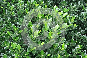 Green fresh leaves of mango tree in India