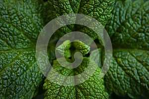 Green fresh leaves of mint, lemon balm close-up macro shot. Mint leaf texture. Ecology natural layout. Mint leaves pattern,