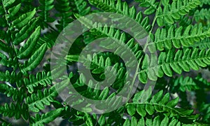 Green fresh leaves of an ostrich fern or fern on a violin or shuttlecock Matteuccia struthiopteris green background from fern