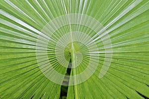 Green fresh leaves of palm tree and clear blue sky background or photo frame natural