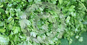 Green fresh leaves of parsley, large bunch