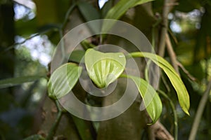 Green fresh leaves of Vanilla planifolia