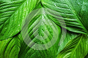 Green fresh leaves with water droplets, beautiful natural background