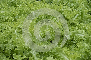 Green fresh lettuce in farm as for argiculture