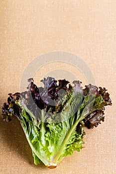 Green and fresh lettuces on the table.