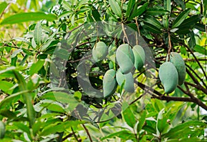 Green Fresh mango on tree