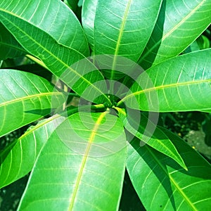 green and fresh mango tree leaves