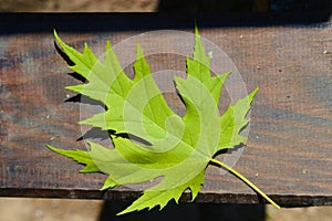 Green, fresh maple acer leaf in springtime