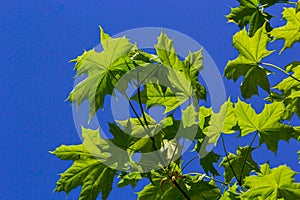 Green fresh maple leaves in macro with a blue sky. Summer sunny day, background image, spring concept