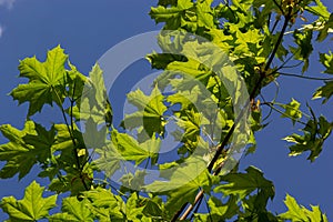 Green fresh maple leaves in macro with a blue sky. Summer sunny day, background image, spring concept