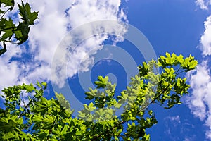 Green fresh maple leaves in macro with a blue sky. Summer sunny day, background image, spring concept