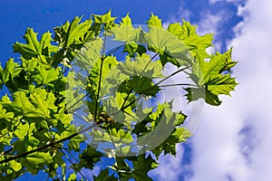 Green fresh maple leaves in macro with a blue sky. Summer sunny day, background image, spring concept