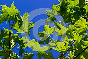 Green fresh maple leaves in macro with a blue sky. Summer sunny day, background image, spring concept