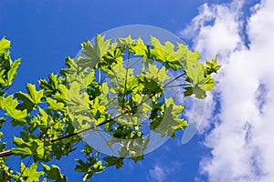 Green fresh maple leaves in macro with a blue sky. Summer sunny day, background image, spring concept