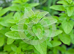 Green fresh marjoram herbs.