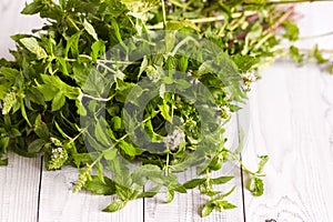 Green fresh mint leaf on light background