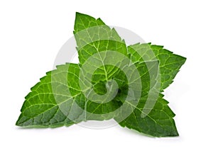 Green fresh mint leaves isolated on a white background.