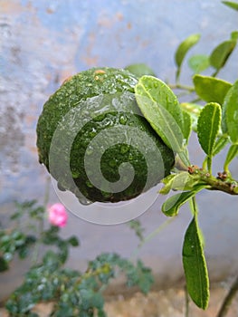 Green fresh mosambi fruit in rain photo