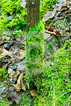A green and fresh moss on a tree bark