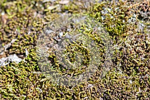 Green fresh moss on wood tiny garden macro