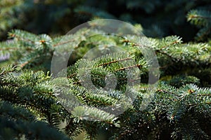 Green fresh needles in the sun