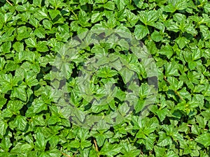 Green fresh nettles background , leaf texture