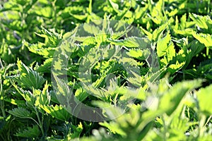 Green fresh nettles background