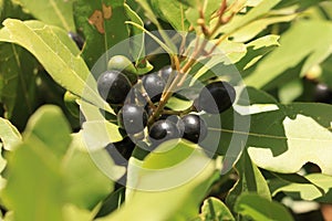 Green and fresh no dry bay leaf on tree Laurus nobilis in nature outdoors. Branch of bay tree with many bay leaves not