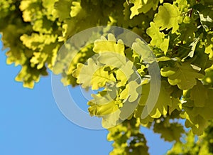 Green fresh oak leaves background