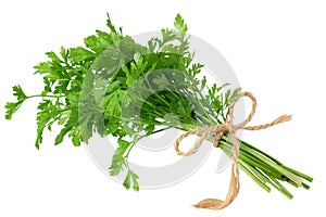 green fresh parsley isolated on white background. parsley bunch