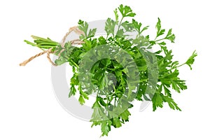 green fresh parsley isolated on white background. parsley bunch