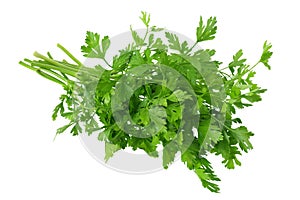 green fresh parsley isolated on white background. parsley bunch