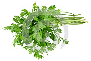 green fresh parsley isolated on white background. parsley bunch