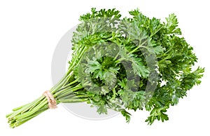 Green fresh parsley isolated on white background. parsley bunch. full depth of field