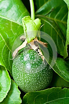 A Green Fresh Passion Fruit