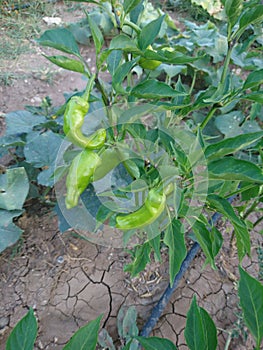 Green fresh peppers on plant