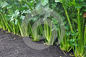 Green fresh petiole celery plantation leaf vegetables