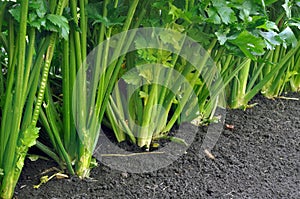 Green fresh petiole celery plantation leaf vegetables