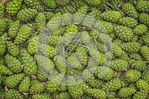 Green fresh pine cones as a decorative background