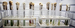Green fresh plant in a glass test tube in the laboratory in the refrigerator