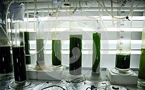 Green fresh plant in a glass test tube in the laboratory in the refrigerator