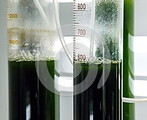 Green fresh plant in a glass test tube in the laboratory in the refrigerator